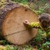 Brent Davies (@brentd_forests) Twitter profile photo
