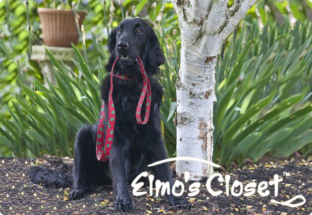 Fashion accessories for the whole family. Collars, leashes, headbands, belts, lanyards, key fobs. Any print, Any product. Made in USA