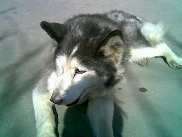 GFuregato's profile picture. 