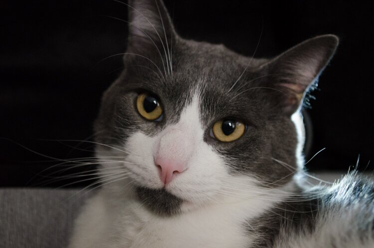 AbelardoGaleria's profile picture. Decorador, admirador de la belleza y el Arte. Ciudadano del Mundo, Coleccionista de imágenes.