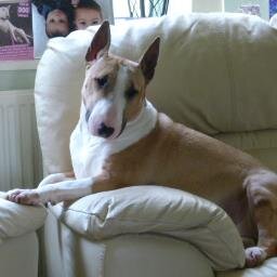Mad for R/C planes,quads and helicopters,PS3/PS4/PS5 and my English bull terriers,too many other things to put down ;-)