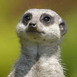 Suricate Vert en vadrouille sur le WEB
