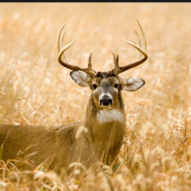 #LifeAtFullDraw #TeamHoyt #WhitetailNation #ShowMeYourRacks #TrailCams