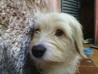 DogPandinha's profile picture. SIGO DE VOLTA
Meu nome é Panda Queiroz Tenho 3 anos sou sapeka moro en itapetininga e gosto de cachorros vadios. ^-^