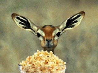Bevkus Profile Picture