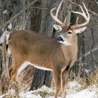 Wisconsin Hunting (@wisconsinhuntin) 's Twitter Profile