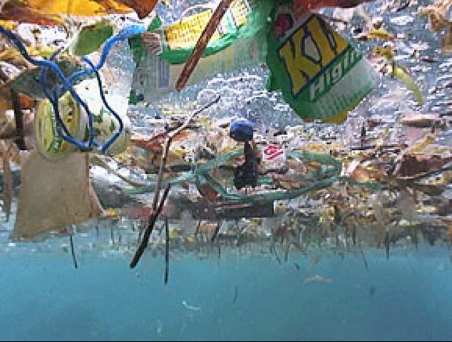 pollutedispute's profile picture. A school project to raise awareness of how bad ocean pollution really is and how its affecting you