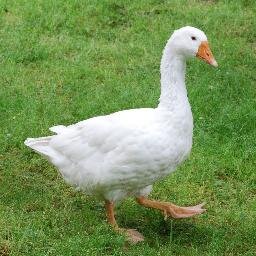 mistergoose's profile picture. They said I would be taller.