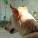 janice murdoch - @lanihoku - Twitter