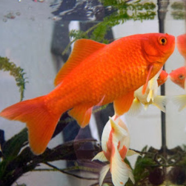 blind_goldfish's profile picture. I'm a blind golfish so give me a follow ;) 'Just keep swimming' - Dory