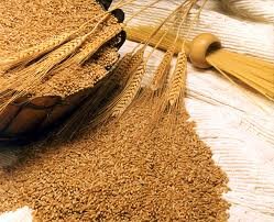 Wheat is a perl of agriculture. We are twiitting to keep you informed.  #agriculture #farming #crops #commodities #fertilizers   #agronomy