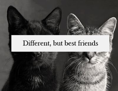 Have high solidarity. Trying to be the best.
