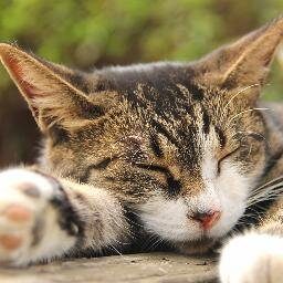 猫が大好きな20代女子です。
毎日愛猫と遊んでます♪くつしたにゃんこみたいな猫のキャラクターも好きです！