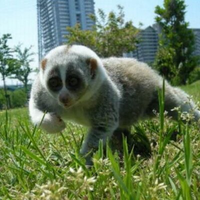 クソザコナメクジ Inmukun931 のツイプロ