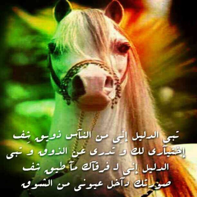 ماخذى قلبي من الدنيا سواه ولا ذبحني غير مافيه ومعه فالغلا ماعاش من ياصل غلاه والعمر يفداه دامه : مطمعه (ارحب هلابك )  ו[ http://t.co/ZdfvIEH1V3 ]ו
