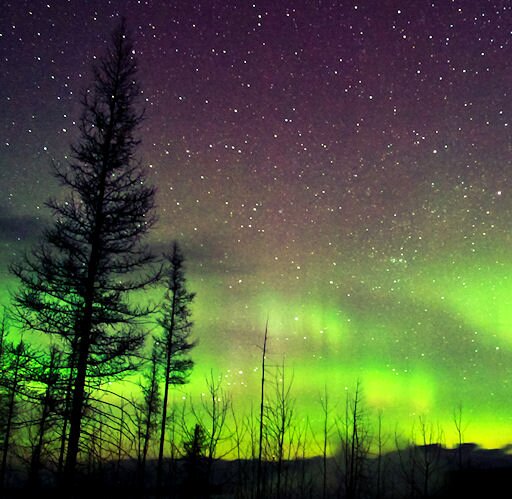 sandersoniaa's profile picture. 自然/音楽/散歩/珈琲/猫/薬膳/スパイス。雑多。　地震原発環境問題等情報収集用…主に自分用のメモですRT多。無言フォローごめんなさい。足るを知る事を思う。できることからやめていく日々→TV、新聞もレンジも洗剤もフッ素フライパン等々、目下色々と卒業中。最近は畑に生えています