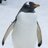 ordinarypenguin