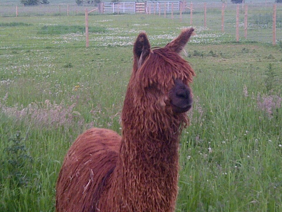 Breeder of rare, Suri alpacas, smallholder, rescuer of ex-battery hens.