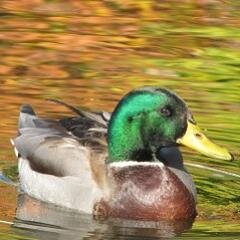 BeYourOwnBirder Profile Picture