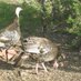 WildTurkey (@wildturkey88) Twitter profile photo