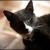 pportalphoto's profile picture. Photojournalist @elnuevoherald, @miamiherald, @ICFJ #Fellow 2017. RT's not endorsements, @pportalphoto