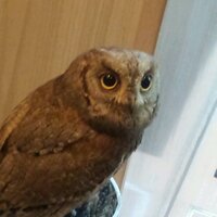 kotomi (@snsddear) 's Twitter Profile