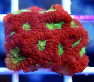 We Connect Everyone who wants to Trade Coral Frags with each other. Follow Us and join the Saltwater Aquarium Community.