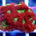 Coral Frag Trader (@coralfragtrader) Twitter profile photo Coral Frag Trader (@coralfragtrader) Twitter profile photo