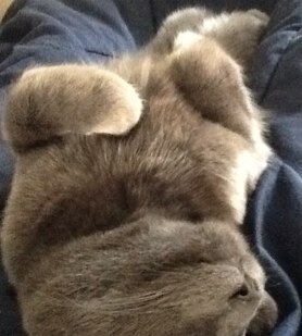 All about cats