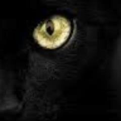 black apart from all my paws, leader of BrightClan, tom, recruiting now Theme: Burn it down by linkin park