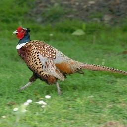 Traditional Devon Pheasant and Partridge shooting