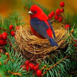 I like animal husbandry, love playing football, I love reading, love to sit under the fruit trees in my own farm , Listen to the songs and sometimes love cookin