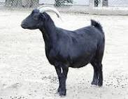 A sacred black goat of Qohor. Unemployed and penniless