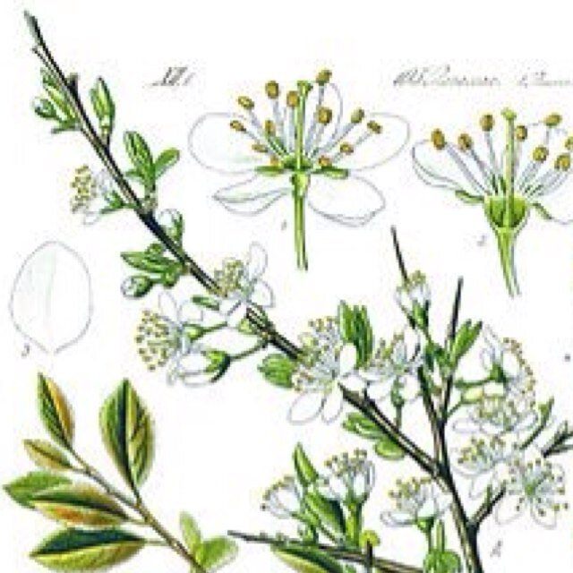 ArtisanFlorist's profile picture. Les Fleurs is an artisan florist crafting exquisite flower arrangements for every occasion from weekend flowers to weddings. Owned and run by Olivier Besombes.