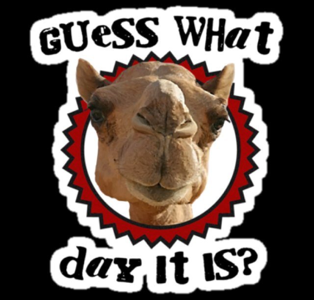 Hump Day Camel | It's Hump Day!
