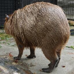 引きこもりたいアウトドア好きの矛盾したイキモノデス。