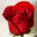 Renata (@gordonrenata) Twitter profile photo