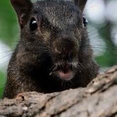 Tweet or e-mail us your funny/embarrassing/awkward photos to PeopleofKSU@gmail.com Just here to spread funny moments of Kent