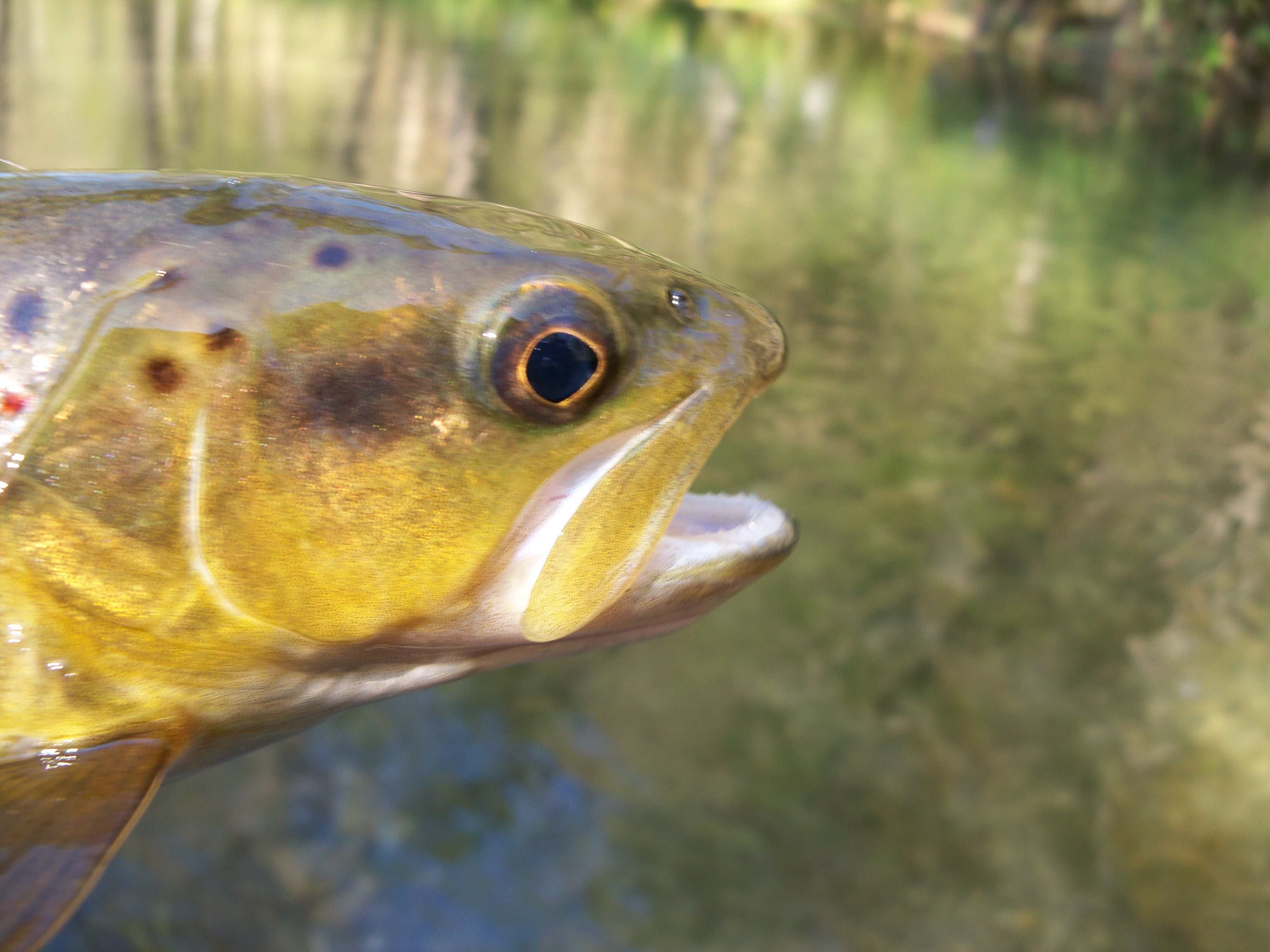 Fly Fishing the #Driftless Area, Minnesota's 10,000 lakes, and beyond. Hand-tied Flies, Custom Jigs, and Ice Flies #duckhunting #deerhunting #flyfishing