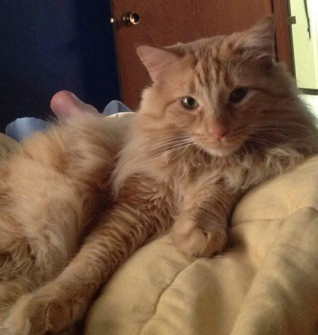 bacontoes09's profile picture. 