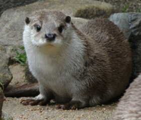 カワウソ