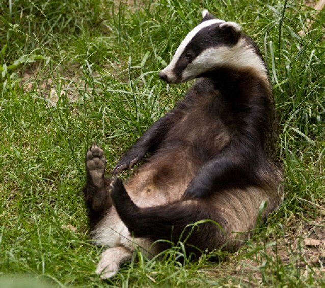Looking for a female badger to make sweet love too.