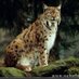 lynxorlynx