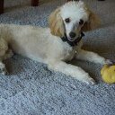 Georgia Marshall - @tigergeorgi - Twitter