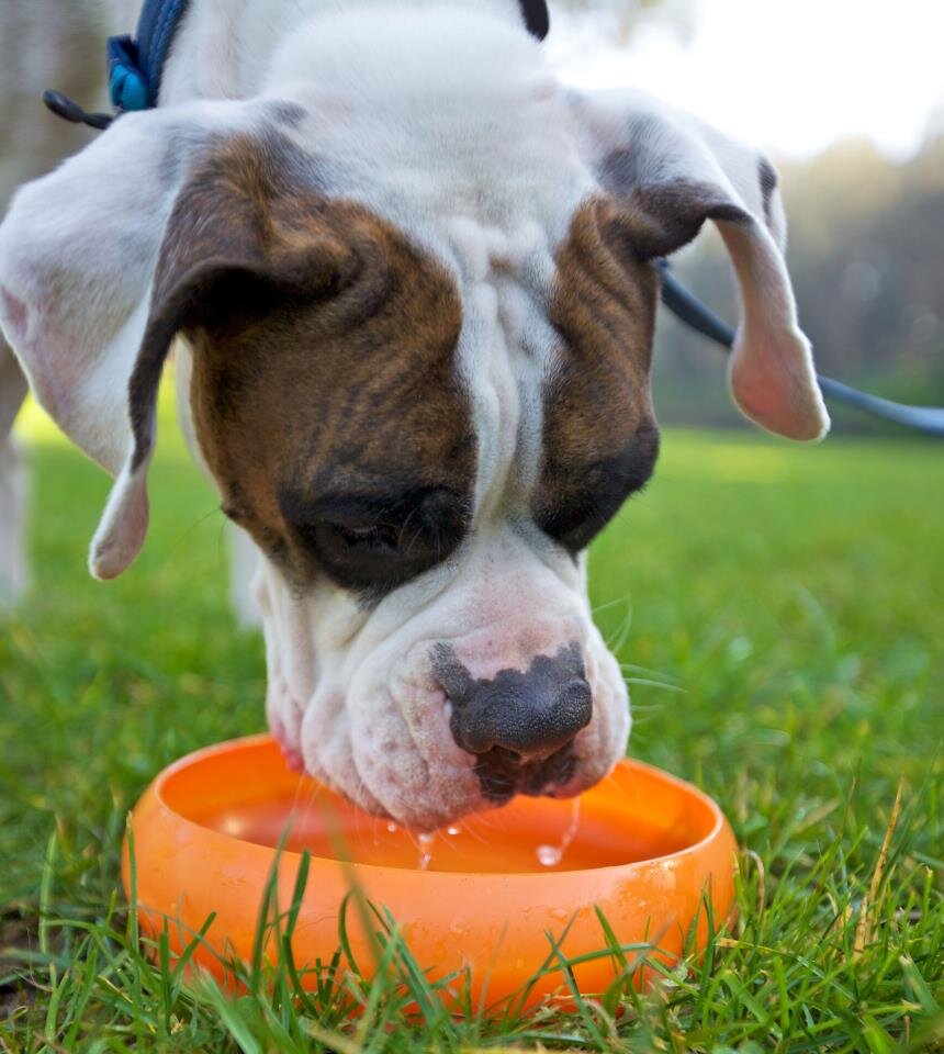 Paww is an innovative, design-focused pet products company driven to make smart gear for pets and their humans.