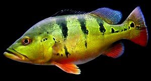Kaplanstraat 10 G. Tel:0255-52 44 90.  Email:info@utropica.nl   zoet- en zoutwater vissen