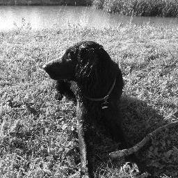 On the way with the kids and our dog. | Flat Coated Retriever Orki.