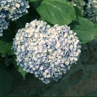 Nadea Nève (@nero_zenzero) 's Twitter Profile