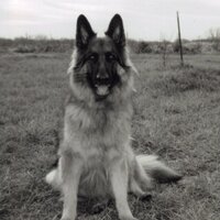 George (@pag1685) 's Twitter Profile