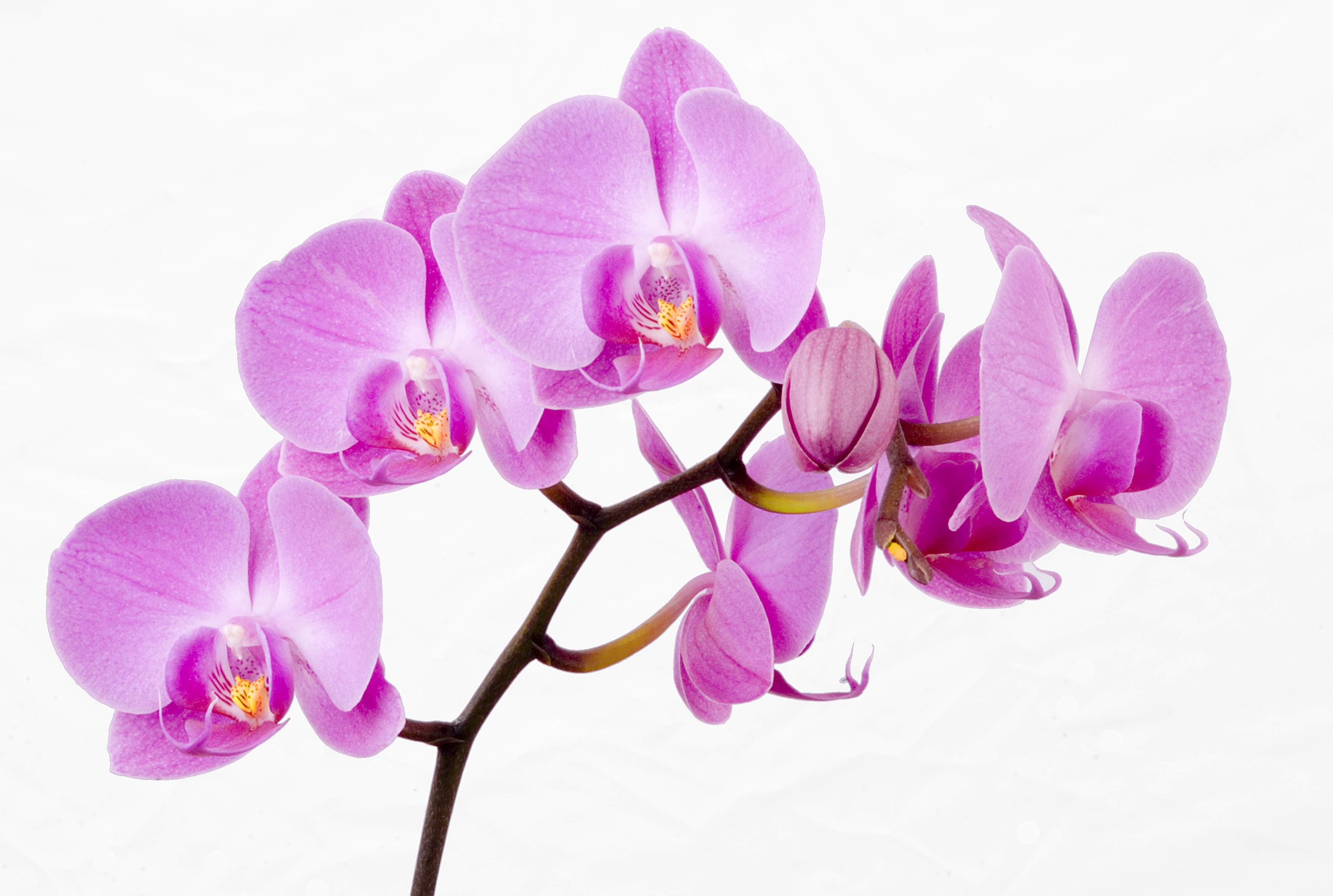 DEEPAM ORCHID
The Orchids Plant